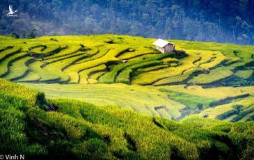 Có một ‘mùa vàng’ trên cao nguyên Y Tý