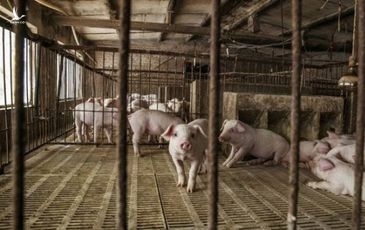 Kho dự trữ thịt lợn bí mật của Trung Quốc sắp cạn kiệt?