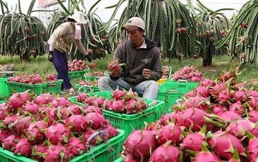 Chuyện hiếm, trái cây Việt ngược dòng xuất mạnh sang Thái Lan