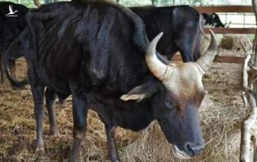 Bò tót mà biết nói năng…
