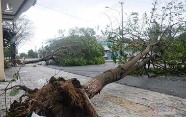 Sau bão số 9, đường phố Đà Nẵng, Quảng Nam thiệt hại nặng nề