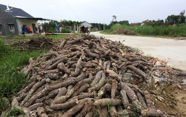 Người dân Quảng Nam đổ hàng trăm tấn sắn ra ruộng