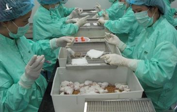 Việt Nam sẽ thử nghiệm vaccine Covid-19 trên người