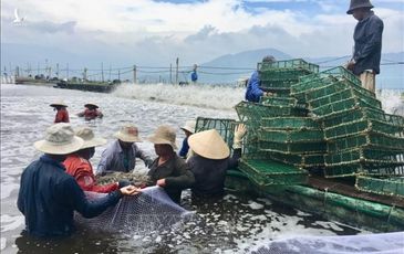 Làm giàu từ nuôi tôm trên bạt 