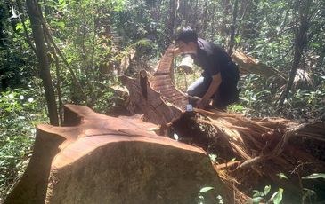 Gia Lai chỉ đạo xử lý vụ phá rừng gần trụ sở uỷ ban xã