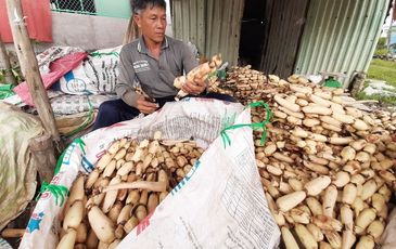 Mỗi năm trúng mùa bỏ túi cả tỷ đồng từ trồng sen lấy củ