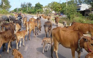 ‘Nghị định 100 đặc trị bệnh nhờn luật’