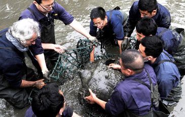 Guardian: Loài động vật tuyệt chủng xuất hiện tại Việt Nam