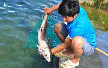 Cá tầm Trung Quốc giá rẻ tràn vào Việt Nam, người nuôi cá trong nước lao đao