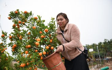 Tất bật bán quất cảnh dịp Tết