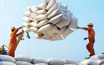 “Việt Nam nhập khẩu gạo từ Ấn Độ: Có chăng lại càng quá tốt!”
