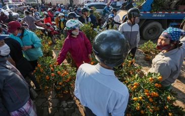 Tiểu thương khóc ròng vì quất bị lấy như cướp chiều 30 Tết