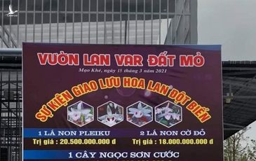 Chấn động: 250 tỷ đồng vụ giao dịch lan đột biến tại Quảng Ninh