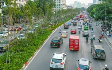 Hà Nội thay thế hàng cây phong lá đỏ