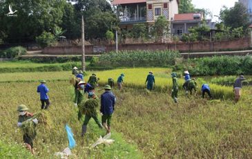 Công an xuống xã lội ruộng gặt lúa giúp các F1, F2 đang phải cách ly