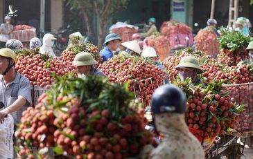 Thủ tướng đồng ý cho 190 thương nhân Trung Quốc vào thu mua vải thiều Lục Ngạn