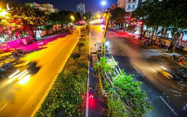 CLIP: Hà Nội di dời hàng cây phong lá đỏ trong đêm để tránh nóng