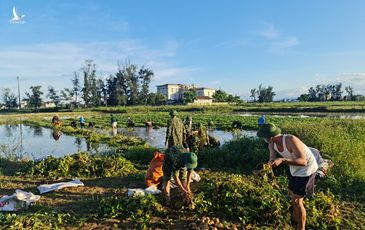 Chung tay thu hoạch hoa màu bị ngập úng cho người dân vùng phong tỏa