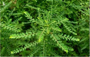 Corilagin trong cây diệp hạ châu có thể giúp ngăn ngừa COVID-19