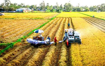 Nikkei: Thái Lan tìm cách vượt qua “quán quân” Việt Nam, lấy lại vị thế về xuất khẩu gạo