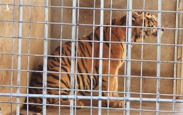 20 ngày tốn 400 triệu chăm 9 con hổ sau giải cứu ở Nghệ An, chưa đâu nhận nuôi