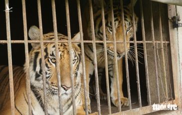 Nghệ An ‘nóng ruột’ hướng xử lý 9 con hổ thu từ nhà dân, nuôi tốn 20 triệu đồng/ngày