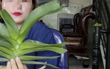 Một cá nhân ở Bình Định livestream mua, bán phong lan 26,5 tỷ đồng
