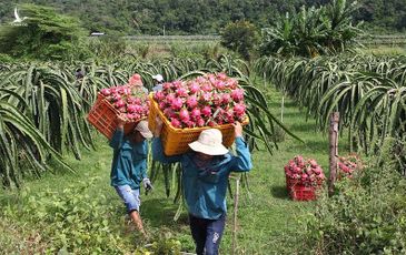 Cải cách kinh tế chạm trần, thiếu cách làm mới để tạo đột phá