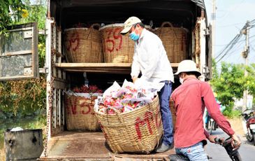 Thanh long rớt giá thê thảm, người nông dân điêu đứng