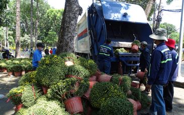 Hơn 500 chậu hoa ế, nhà vườn cắt cành, tiêu hủy chứ không bán rẻ