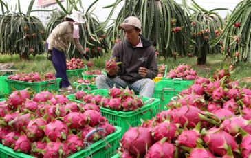 New York Times: Cái khó của nông dân Việt Nam