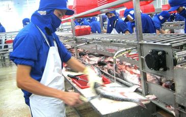 Trung Quốc tăng nhập thủy sản Việt Nam dù theo đuổi chính sách zero-Covid
