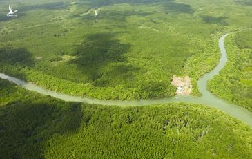 ‘Siêu’ cảng Cần Giờ cần chuyển 93 ha đất rừng phòng hộ