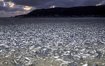 Nhật Bản giải mã vụ hơn 1.000 tấn cá chết nổi trắng bờ biển