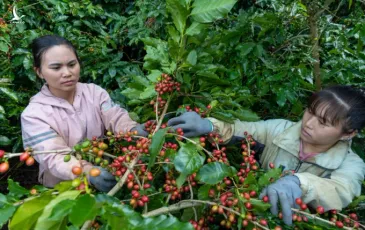 Giá cà phê robusta và cả arabica bất ngờ tăng vọt hơn 300 USD/tấn