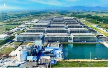 Doanh nghiệp Việt Nam đề xuất xây chung cư cao tầng nuôi heo
