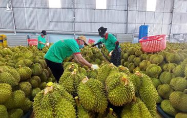 Việt Nam không cần xin ưu đãi, mà cần tạo chuẩn mực