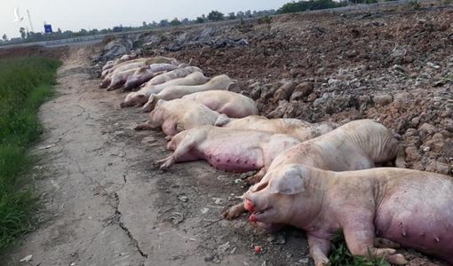 Dân kiệt sức, lãnh đạo phát sốt, ngân sách cạn tiền
