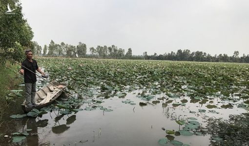 Sông Mê Kông ‘trơ đáy’, ĐBSCL lo hạn mặn khốc liệt