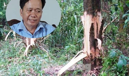 Bí thư chỉ đạo cạo vỏ để cây của dân chết “được tín nhiệm cao”