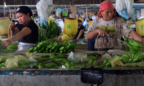 Chiến lược ‘ngoại giao chuối’ giúp Trung Quốc giành ảnh hưởng ở Philippines