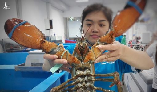Hải sản ngoại độc, lạ, ‘đi máy bay’ hội tụ về Việt Nam