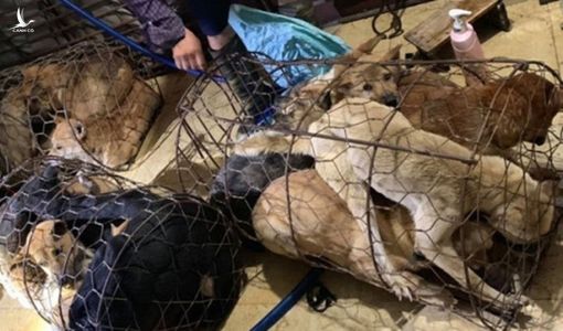 Triệt phá đường dây trộm chó lớn nhất từ trước đến nay