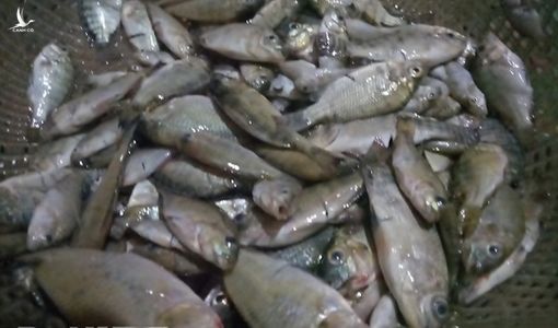 Đặc sản Tây Bắc: Cá đang bơi nhảy đưa ngay lên miệng nhai ngon lành