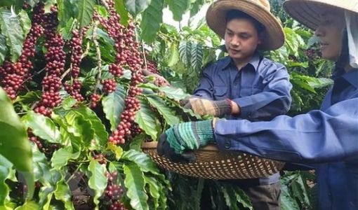 Lâm Đồng phát triển vùng cà phê công nghệ cao với diện tích 300ha