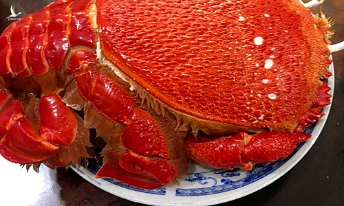 Cua huỳnh đế Australia đổ về Việt Nam