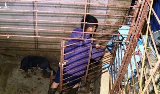 Chiếc hầm bí mật trong đường dây trộm hơn 100 tấn chó ở Thanh Hóa