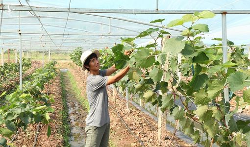Thợ cơ khí cả gan “ném” 1,6 tỷ xuống trồng nho lạ ở đất Vĩnh Phúc