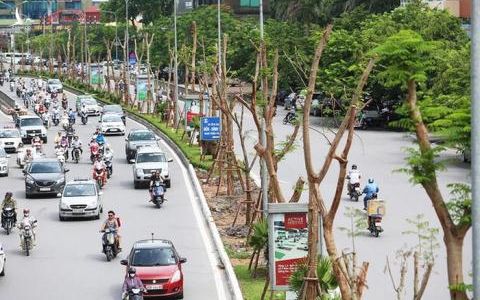 Hà Nội xin trồng 600.000 cây không đấu thầu: Chưa thuyết phục