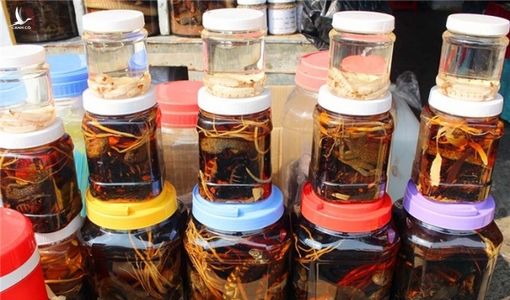 Săn “thần dược xuân tình” ở chợ côn trùng lớn nhất miền Tây
